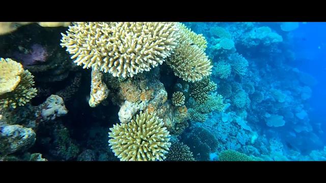 Snorkelling at Ayada Maldives - Mile Long Reef! смотреть онлайн