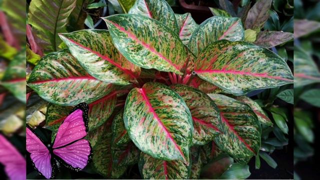 Аглонема гүлінің құпиясы #гүл #үйгүлдері#аглонема смотреть онлайн