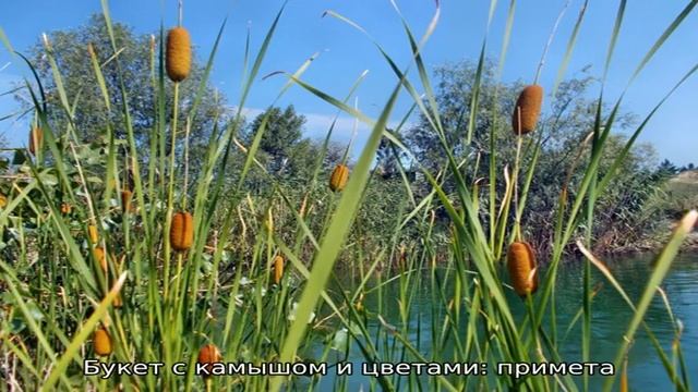 Камыши: плохая примета или хорошая? Камыш дома в вазе: приметы и суеверия смотреть онлайн