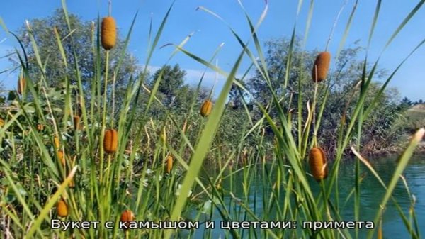 Камыши: плохая примета или хорошая? Камыш дома в вазе: приметы и суеверия