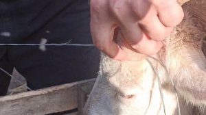 Надеваем резинки козам на рога. Как обезрожить козу. 12 января 2022 г.