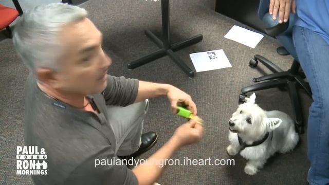 Cesar Millan from Cesar 911 and The Dog Whisperer Trains Paul's Westie in Seconds смотреть онлайн