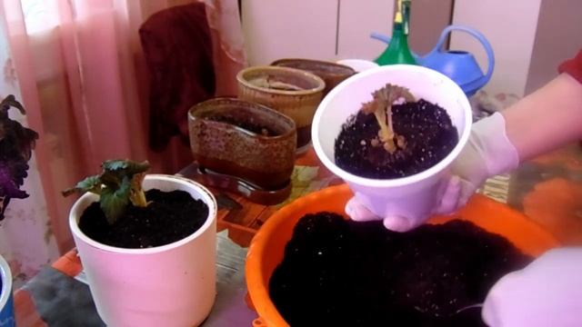 Бегония, калла, глоксиния - обзор. Подсыпаем земли в бегонию. смотреть онлайн