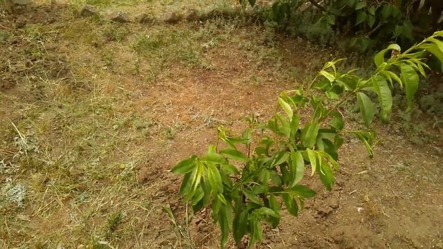 ПЕРСИК. посадка Персика. уход за Персиком//PEACH. Peach planting. Peach care. смотреть онлайн