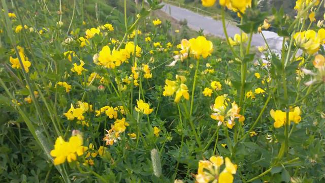 Xylocopa sp. feeding on bird's-foot trefoil смотреть онлайн