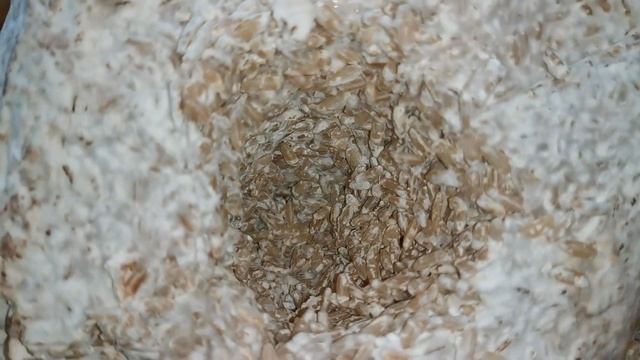 25. Открываем блок с мицелием ежовика гребенчатого выращенного на чистом буром рисе. смотреть онлайн