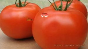 Томат обыкновенный Афродита (afrodita) ? томат Афродита обзор: как сажать семена томата Афродита