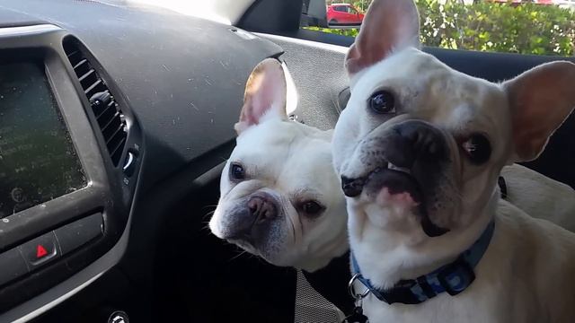 French Bulldogs excited about the dog park! смотреть онлайн
