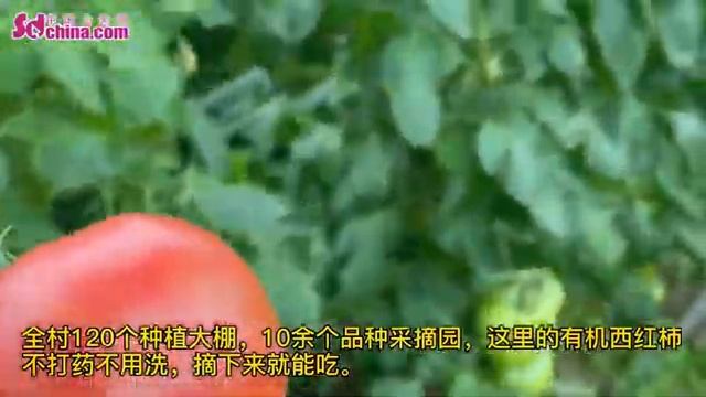 Explore the small town of tomato in Weifang, China смотреть онлайн