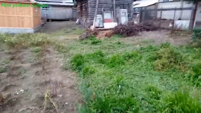 Гуси любят огурцы. Что мы переделали в стайке для гусей? смотреть онлайн