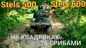 Stels 500 и Stels 600 off road за грибами. Собрали 3 корзинки