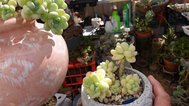 Dead or Alive Succulents | VLOG #140 Succulents & Coffee with Liz смотреть онлайн