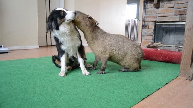 Dog and Capybara 2 смотреть онлайн