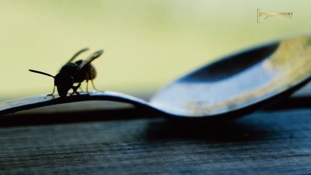 . SAVE YOUR HOME/SAVE YOUR FUTURE | Podtyazhkiny Production смотреть онлайн