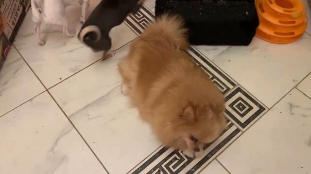 Сегодня лакомство -бычий корень. смотреть онлайн