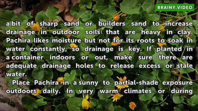 How to Care for a Pachira Plant смотреть онлайн