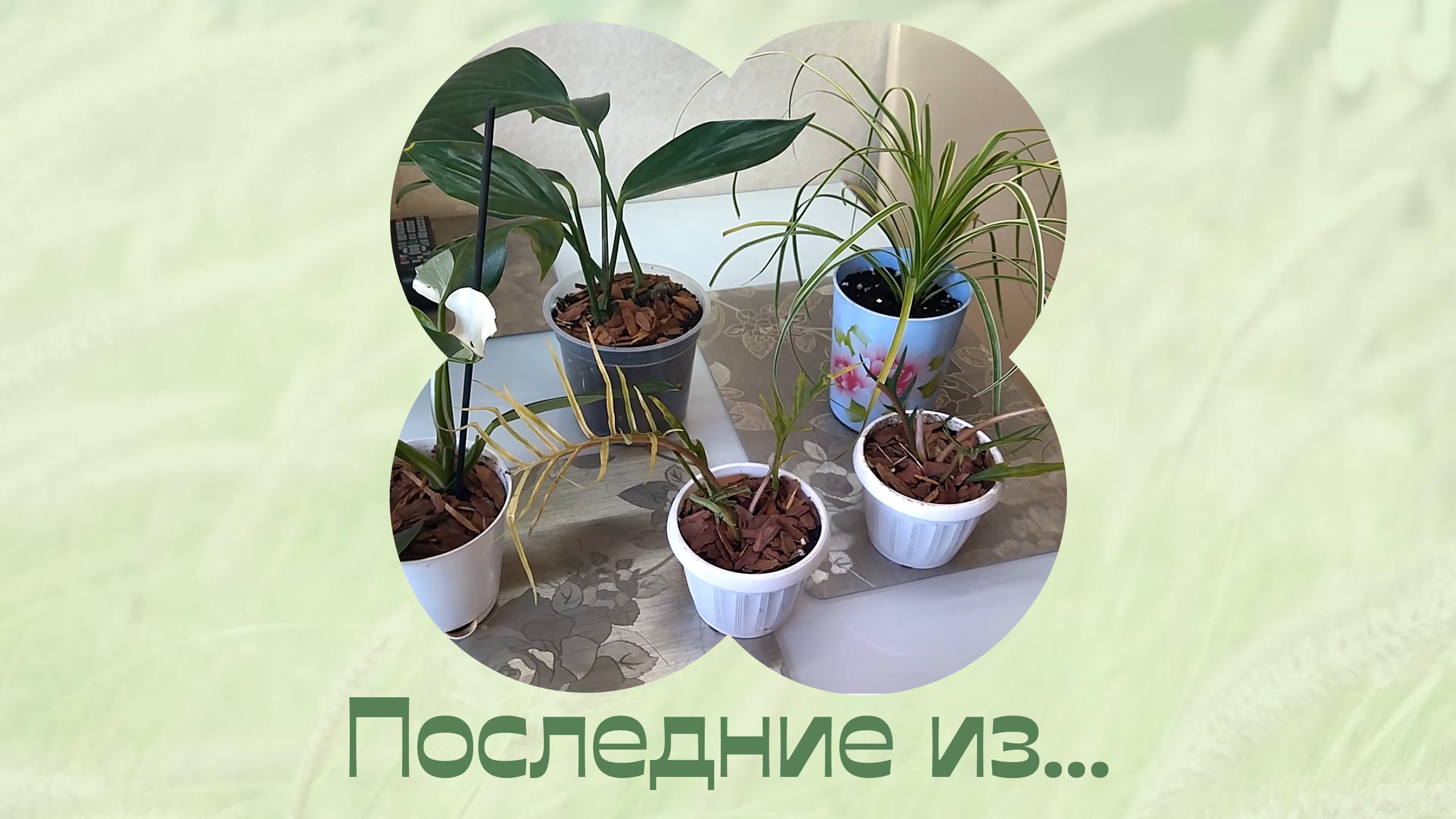 Будни цветовода. Пересадка новых растений. смотреть онлайн