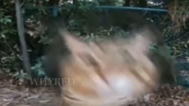 не рик рол смотреть онлайн