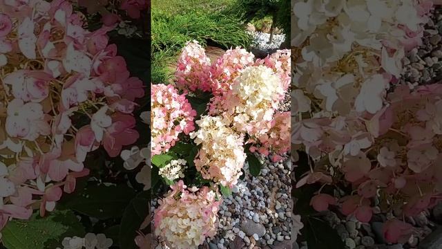 сентябрь, гортензия Литл Блоссом, северозапад смотреть онлайн