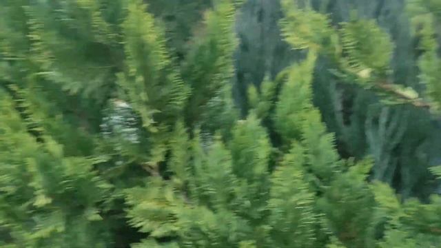 топ 5 кипарисов и кипарисовик для бысрой изгороди . изгородь за 5 -6 лет