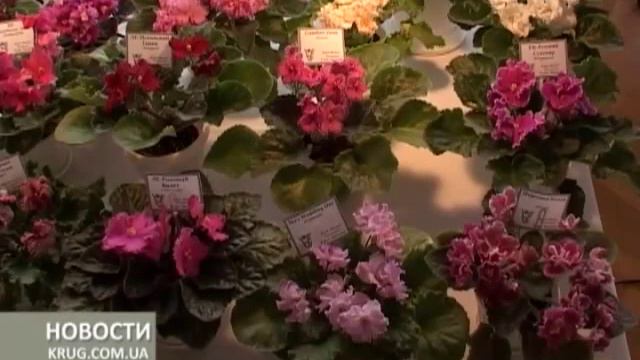 Фиалки для гармонии в доме смотреть онлайн