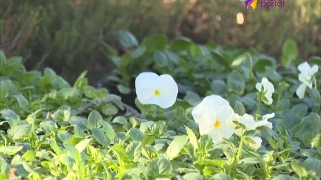 Листья платана станут символом Дня города Сочи 2015 смотреть онлайн