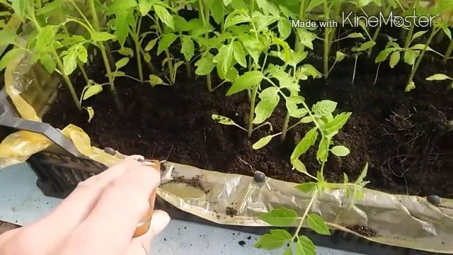 6 марта 2018г.Вторая пикировка томата GT-1 и других гибридов. смотреть онлайн
