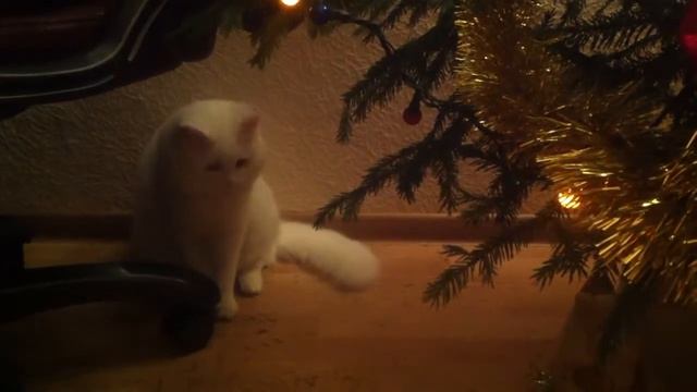 Когда кота клонит в сон, а спать идти не хочется смотреть онлайн