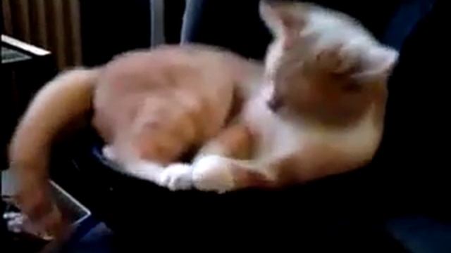 Кот на сабвуфере смотреть онлайн