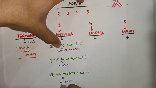 All Branches of Abdominal Aorta (Easy Trick) | Abdominal Aorta | MBBS смотреть онлайн