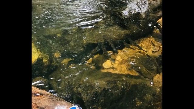 Journey to Sinharaja rain forest Sri Lanka смотреть онлайн