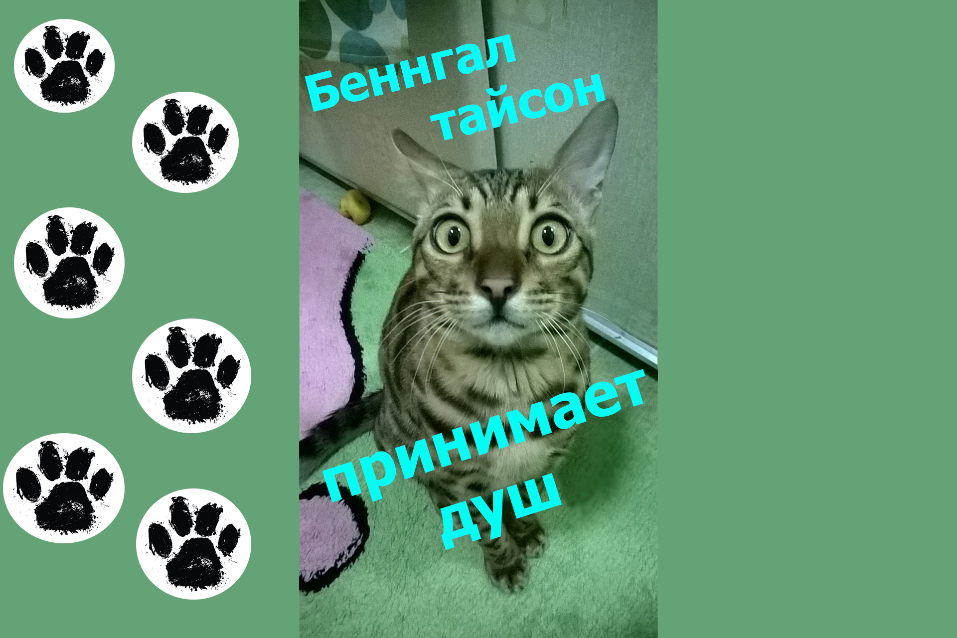 Бенгальский кот Тайсон принимает ванну  Bengal Cat Tyson Takes A Shower