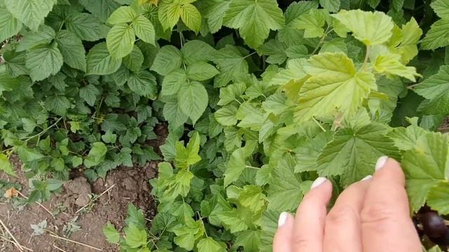 На даче.Желтеют листья на огурцах.Поливаю молоком.Муравьи в ежевике.Мои цветочки смотреть онлайн