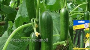 ИДЕАЛЬНЫЕ огурцы для открытого грунта, НЕ БОИТСЯ заморозков