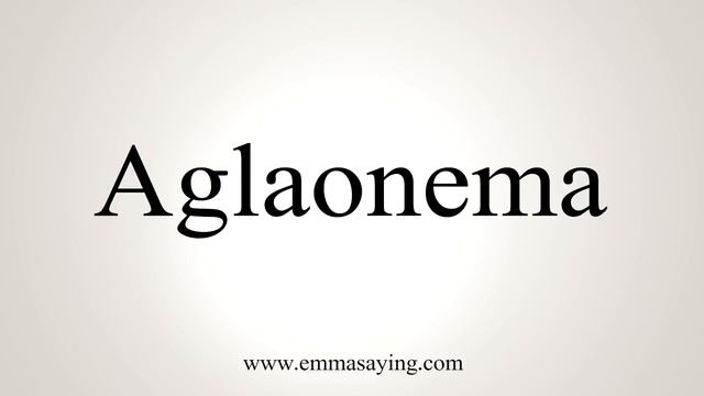 How To Say Aglaonema смотреть онлайн