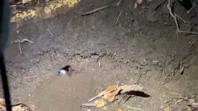 A Costa Rica drive: river crossings, lobster fishing, spiders and new friends. (EP 63) смотреть онлайн