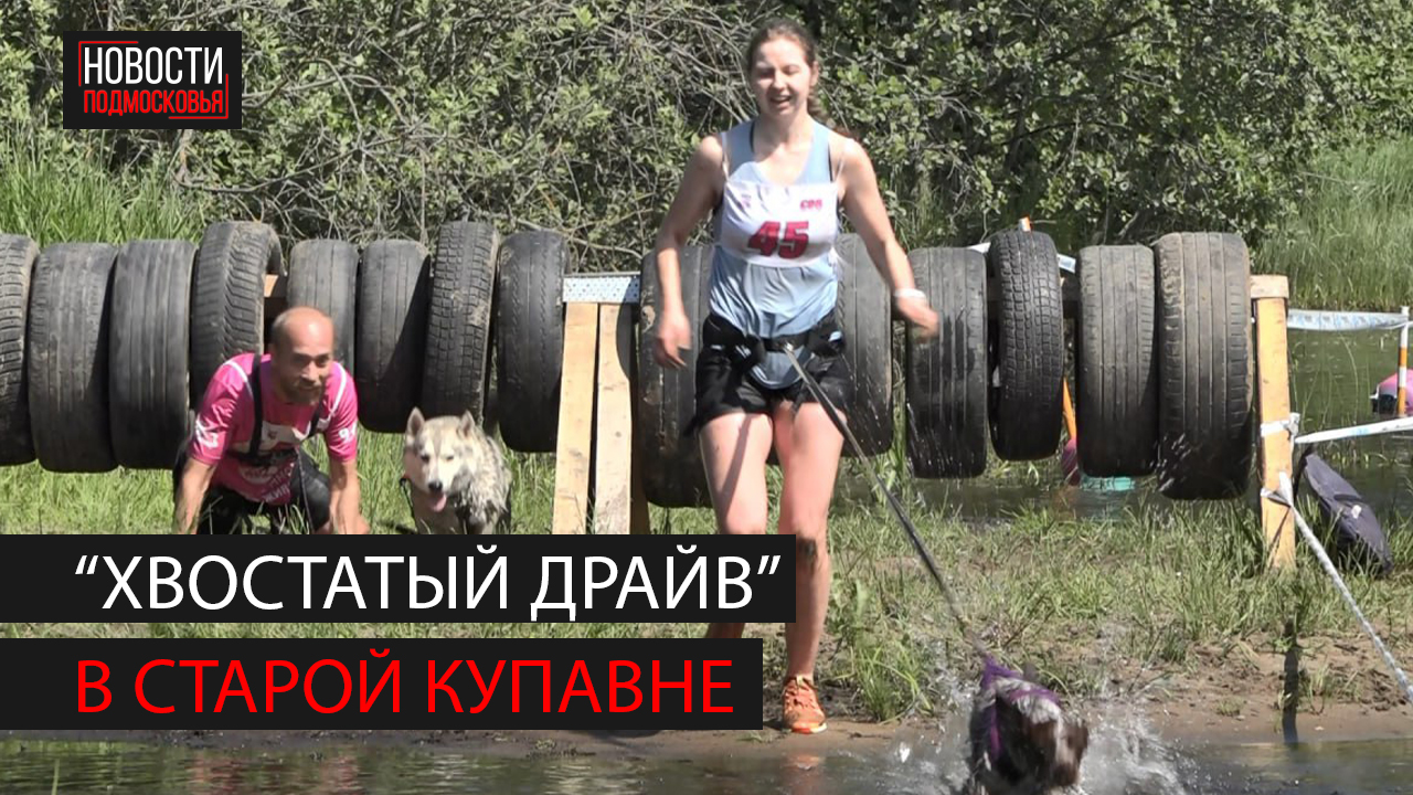 Экстремальные гонки с собаками «Хвостатый драйв» прошли в Старой Купавне смотреть онлайн