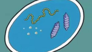 Размножение бактерий