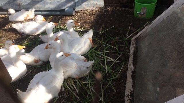 Гусь купается в корыте/содержание гусей породы Линда крупная смотреть онлайн