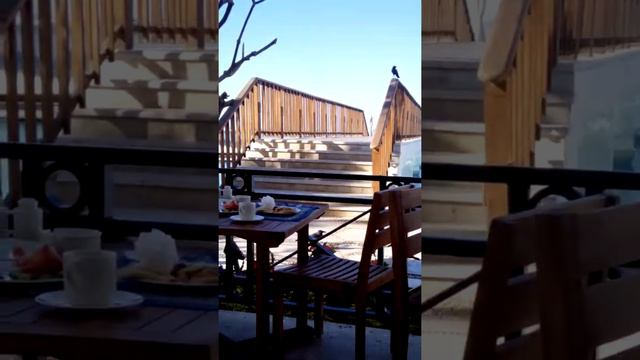Наглые вороны в отеле Reef Oasis Blue Bay Resort (Шарм-эль-Шейх) смотреть онлайн