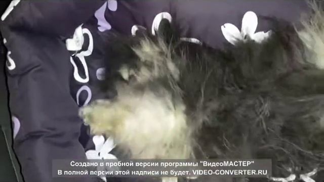 Рей Оф Хоуп Из Дома Максимовых (Рейчик) п-к Смайл Пом смотреть онлайн