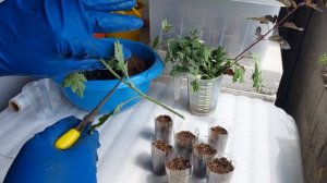 Хризантема корейская..Черенкование