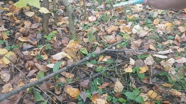 Привёз меня папа в лес за грибами ? смотреть онлайн