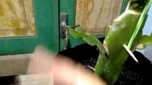 Grafting Kaktus 3 in 1. Cactus Grafting. смотреть онлайн