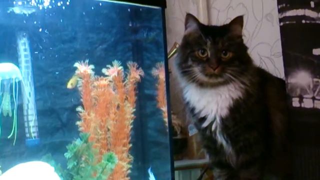 мой кот и мой аквариум смотреть онлайн