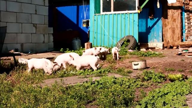 Поросята на воле смотреть онлайн