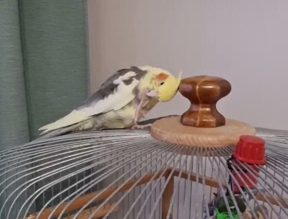 капитанша.mp4