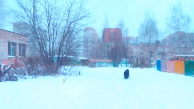 Чау-чау гуляет смотреть онлайн