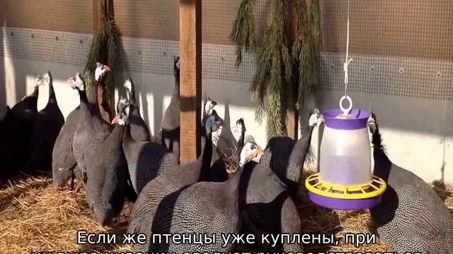 Цесарки: разведение и содержание в домашних условиях смотреть онлайн