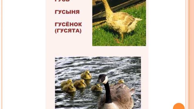 видео чей голос смотреть онлайн